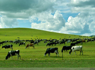 济南乐昌生物科技有限公司 - 天然饲料添加剂|甜菜碱|大蒜素|叶黄素|辣椒红